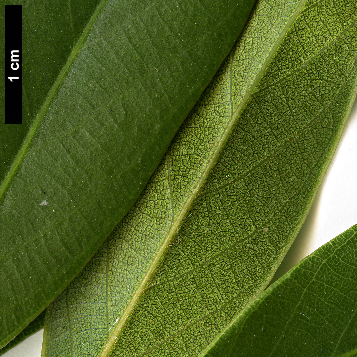 High resolution image: Family: Fagaceae - Genus: Lithocarpus - Taxon: litseifolius
